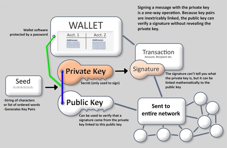How Bitcoin wallets, seed phrases, private keys, and public keys are related.